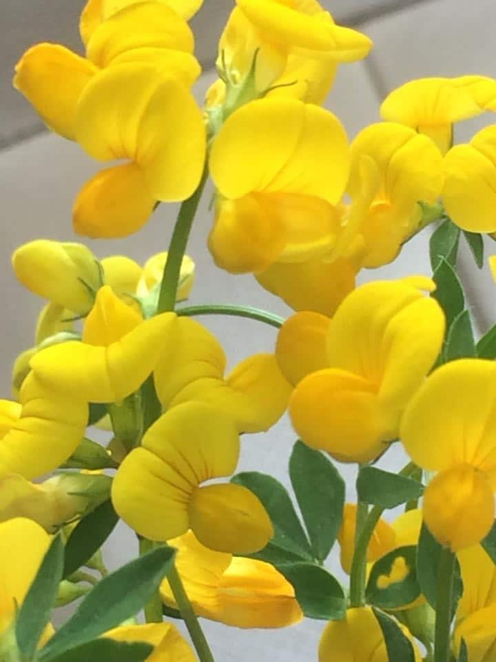 Yellow Flowers - Bright and Beautiful Close up of a bunch yellow beautiful and bright flowers