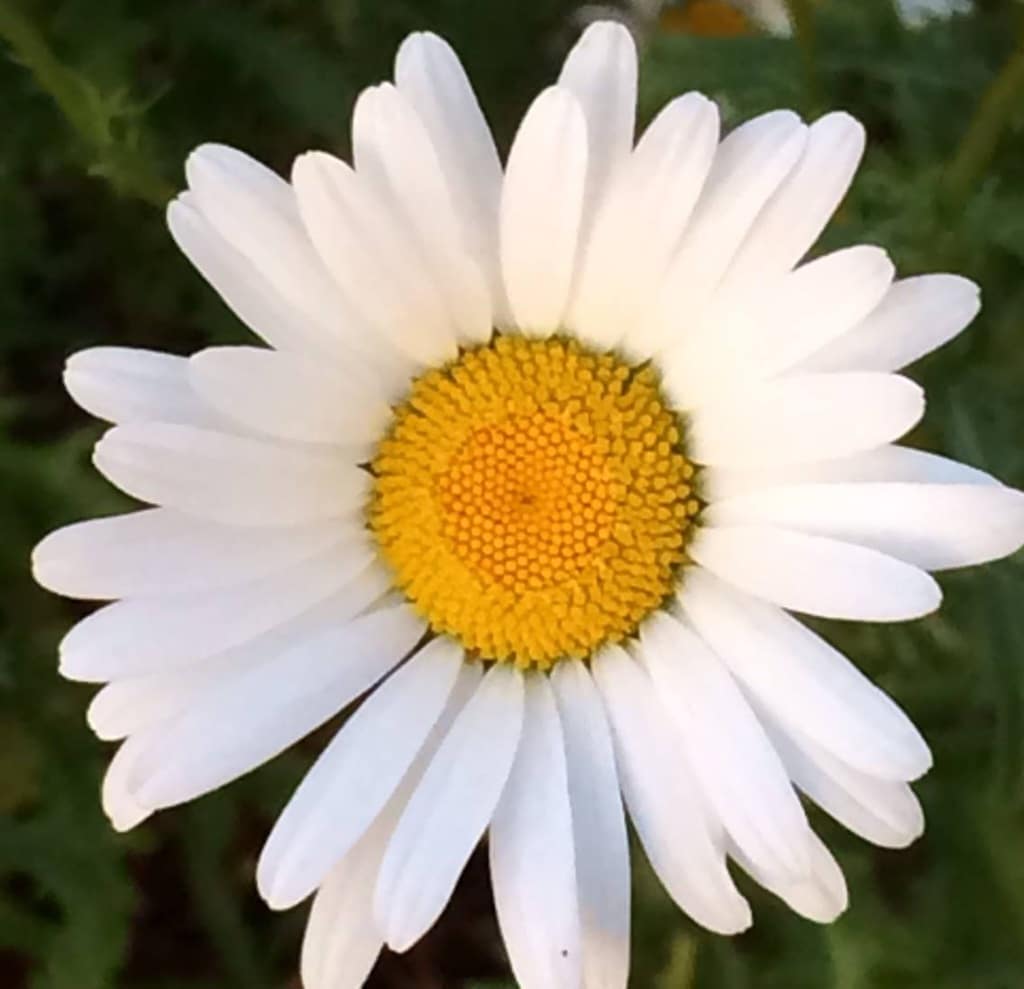 Daisy - beautiful and bright Close up photo of a white petals, yellow center daisy.