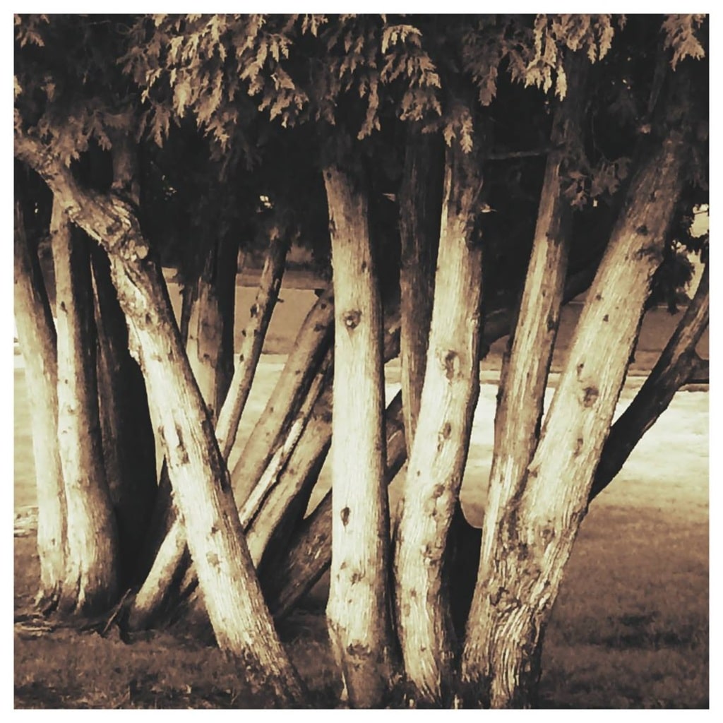 Unique and beautiful tree truck photo Close up of unique tree trunk, antique colored photo